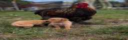 Goldador dogs for sale: Beautiful Red Goldador KC Reg Parents - Advert 21