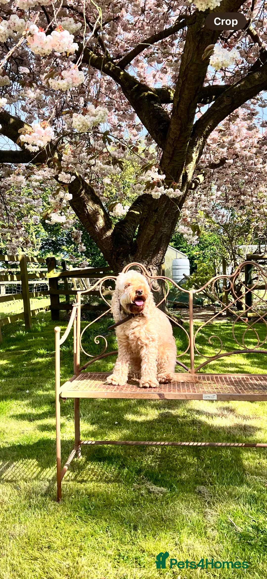 Cockapoo dogs for sale: Adorable cockapoo puppies ready 23.12.25   - Advert 2