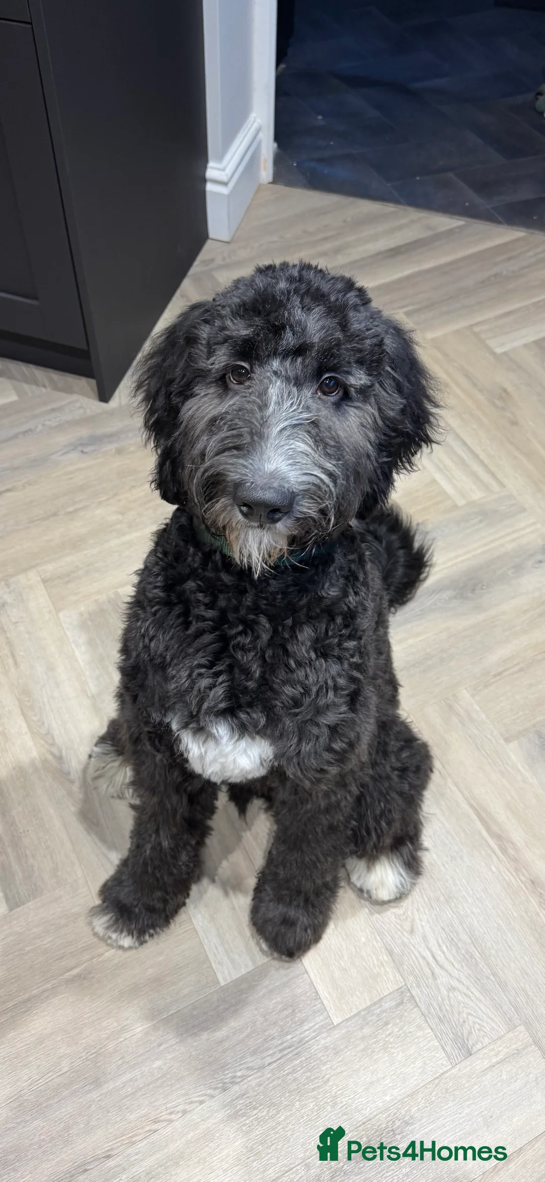 Bernedoodle dogs for sale: Bernadoodle  in Macclesfield - Advert 2