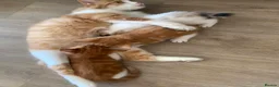 Mixed Breed cats for sale: Meet the Purr-fect Trio: Kurilian Bobtail Mixes - Advert 4