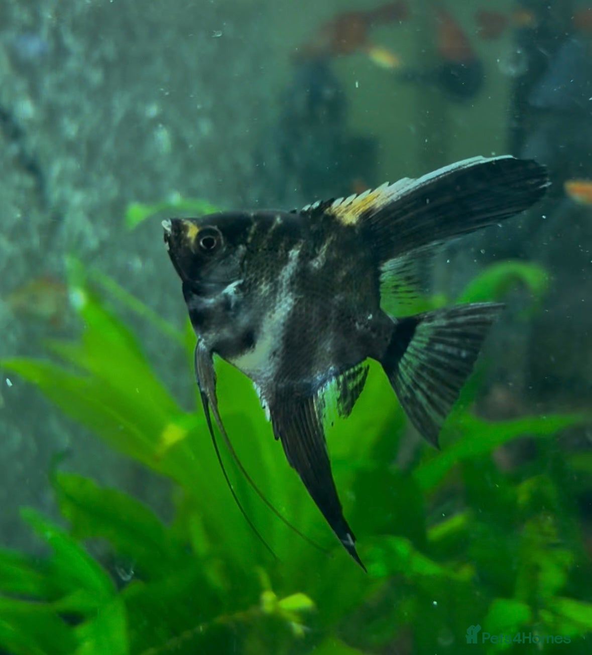 Angelfish fish Angelfish/Swordtail for Sale in Dagenham - Advert 15