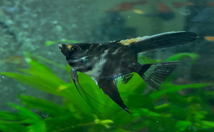 Angelfish fish - Advert 8