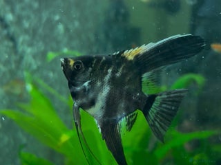 Angelfish fish - Advert 19
