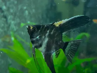 Angelfish fish Angelfish/Swordtail for Sale in Dagenham - Advert 15