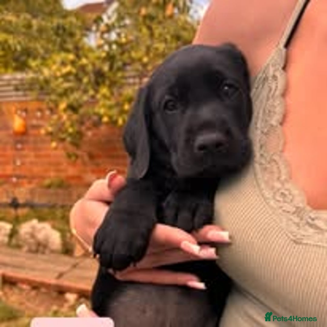 Labrador Retriever dogs for sale: Labrador Puppies for sale in London -KC registered - Image 15