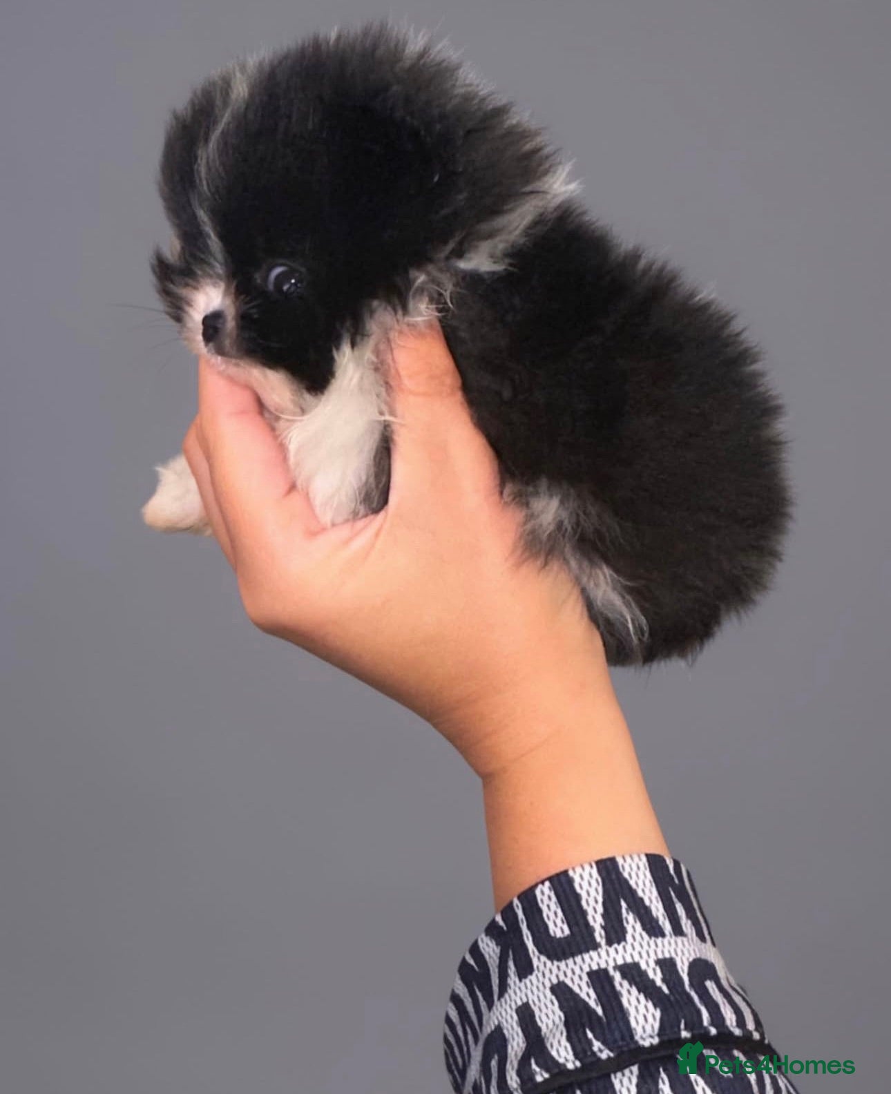 Pomeranian dogs ✨KC Champion bloodline ✨Teddy bear Poms  - Advert 3