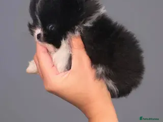 Pomeranian dogs ✨KC Champion bloodline ✨Teddy bear Poms - Advert 3