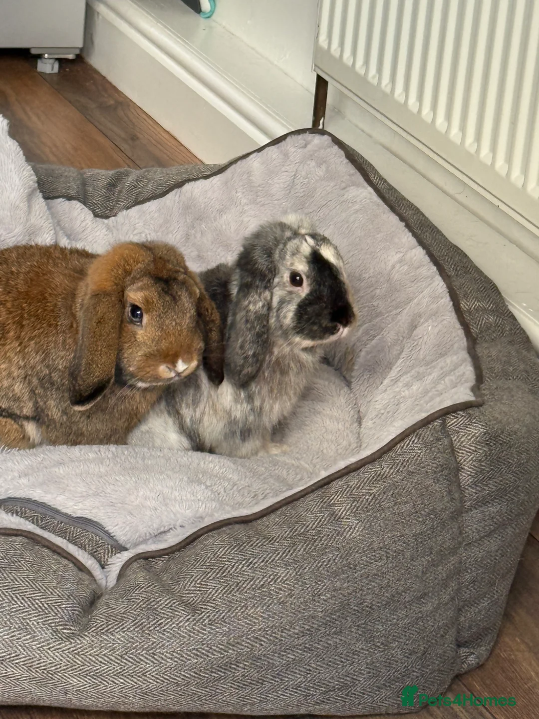 English Lop rabbits for sale: Rabbits - Advert 1