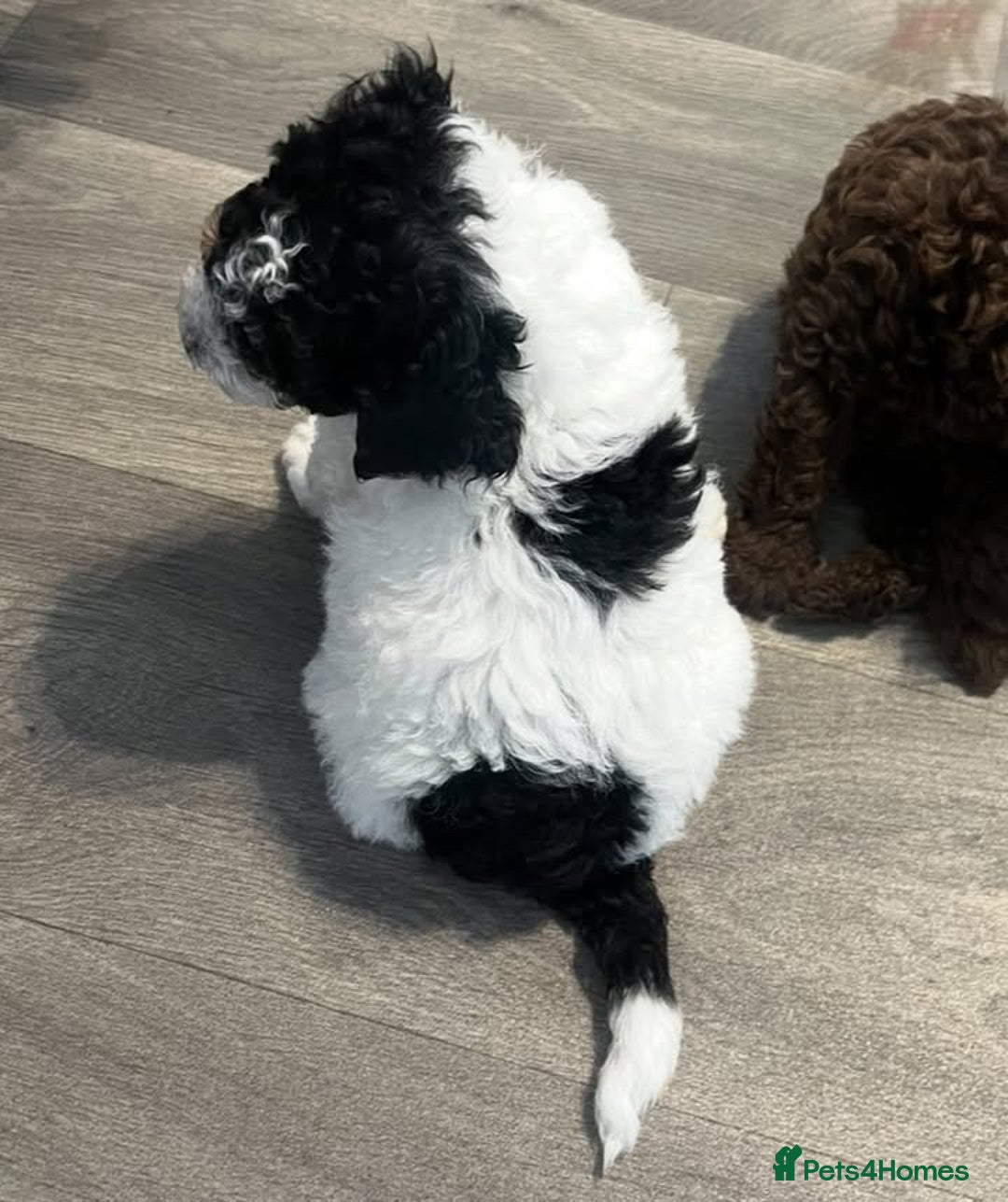 Cavapoo dogs for sale: Rare Tri colour Cavapoo - Image 2