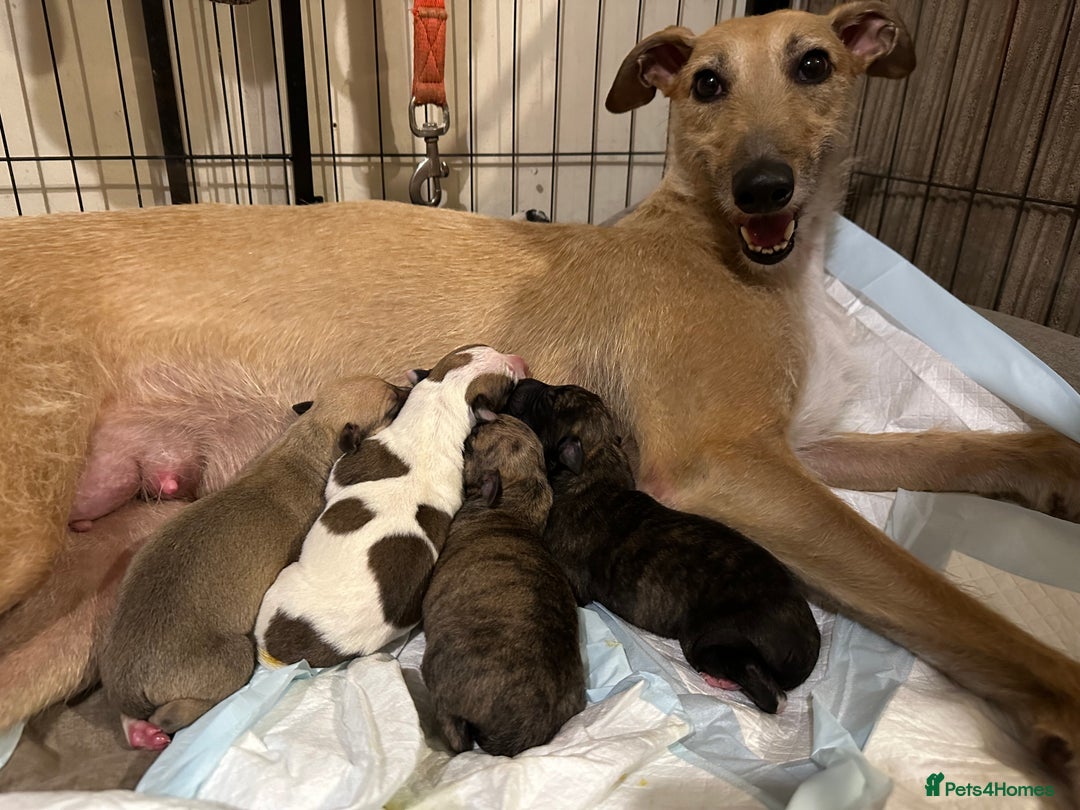 Lurcher dogs for sale: Beautiful lurcher puppy - Image 4