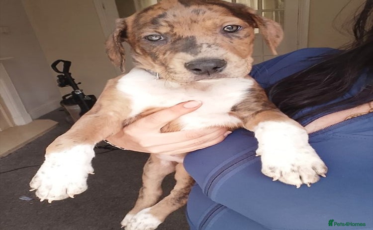 Mixed Breed dogs - Advert 1