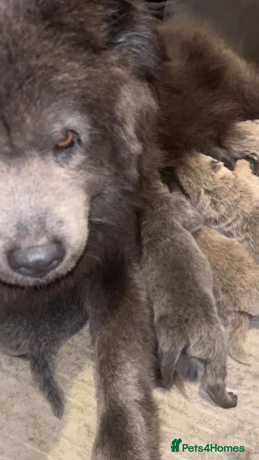 Chow Chow dogs for sale: LILAC CHOW CHOW BOY   😻 - Advert 4