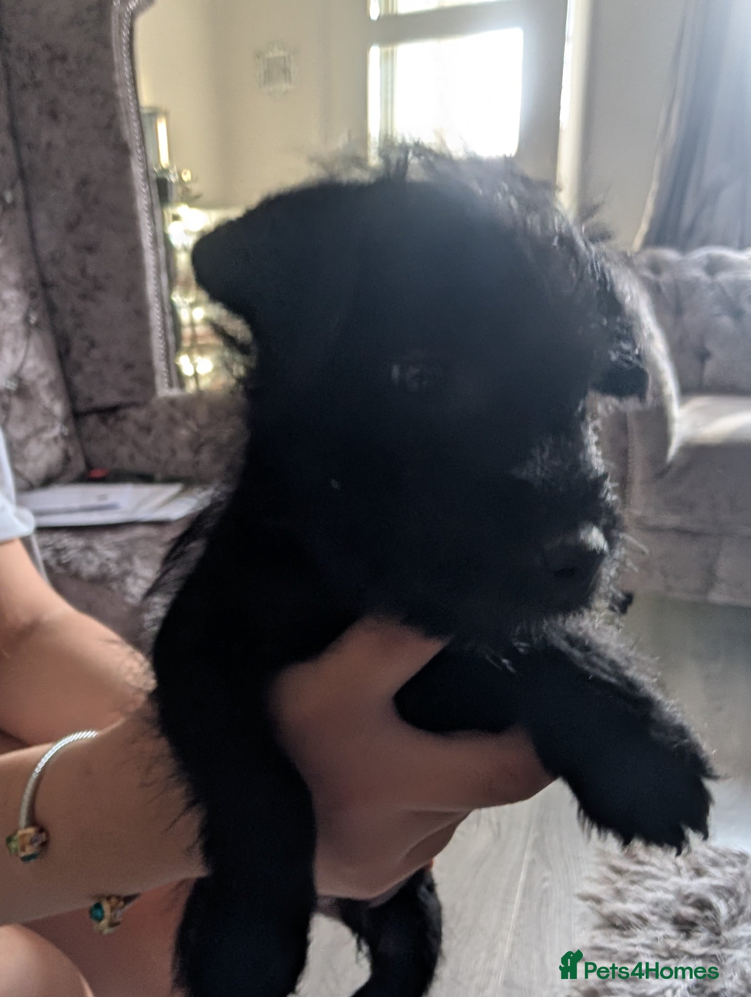 Patterdale Terrier dogs Pure Quality  Nick Stevens..  Stunner Elvis !!!  - Advert 19