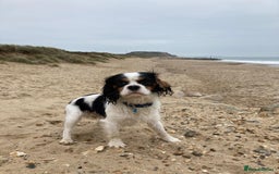 Cavalier King Charles Spaniel dogs for sale: Beau boy - Image 3