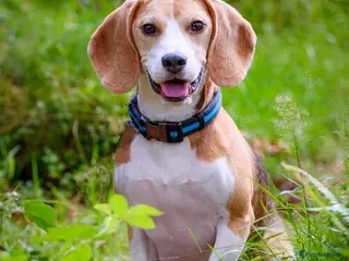 Mixed Breed dogs Beagle X Jack Russell puppys - Advert 1