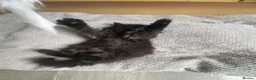 British Longhair cats for sale: Gorgeous baby girl ready NOW for a new home💕 - Advert 8