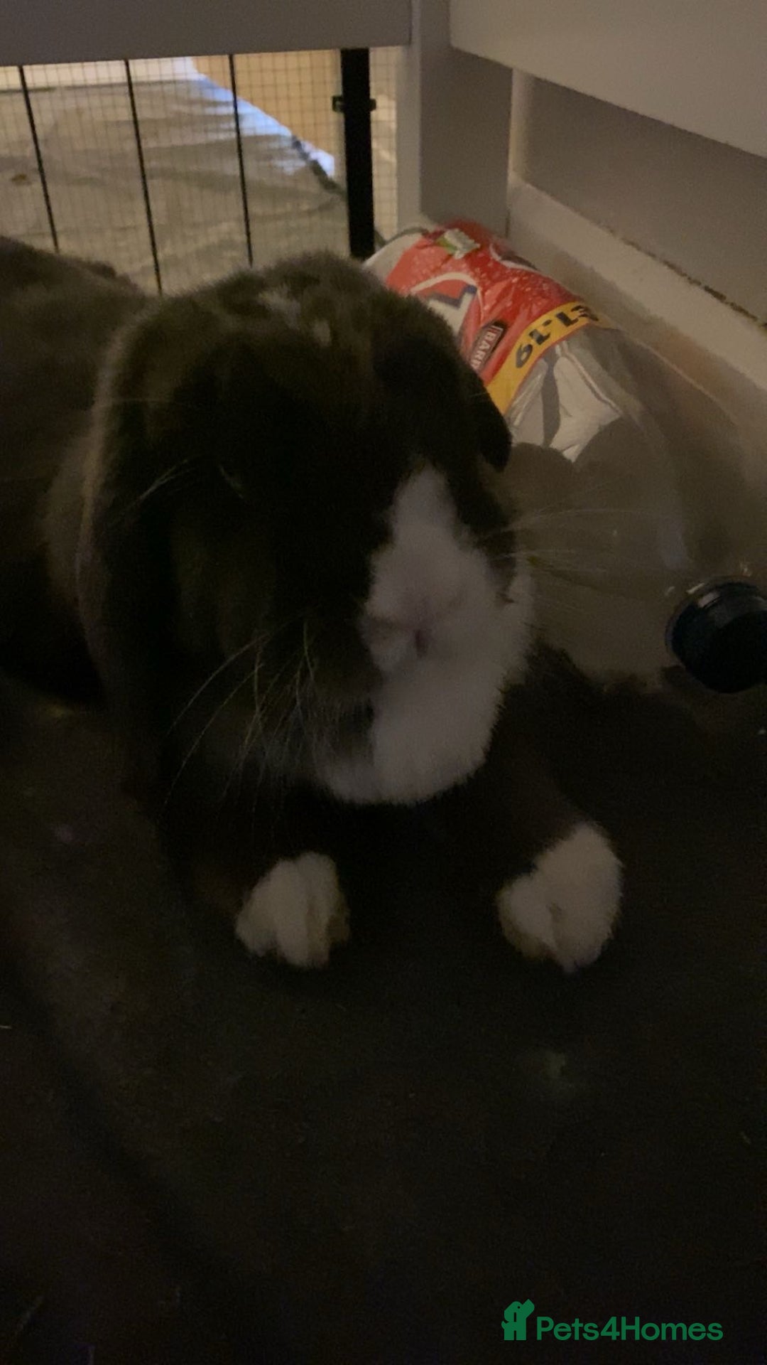 Mini Lop rabbits for sale: Mini lop for sale! - Image 2