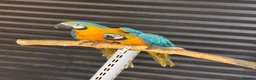 Macaws birds for sale: Blue & Gold Macaws - Advert 1
