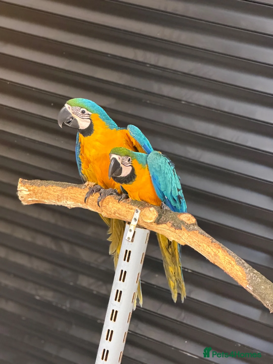 Macaws birds for sale: Blue & Gold Macaws - Advert 1