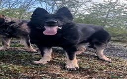 Mixed Breed dogs for sale: Czech shepherd x Belgium malinois - Image 3