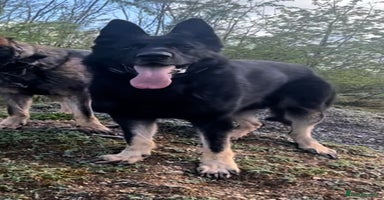 Mixed Breed dogs - Advert 3