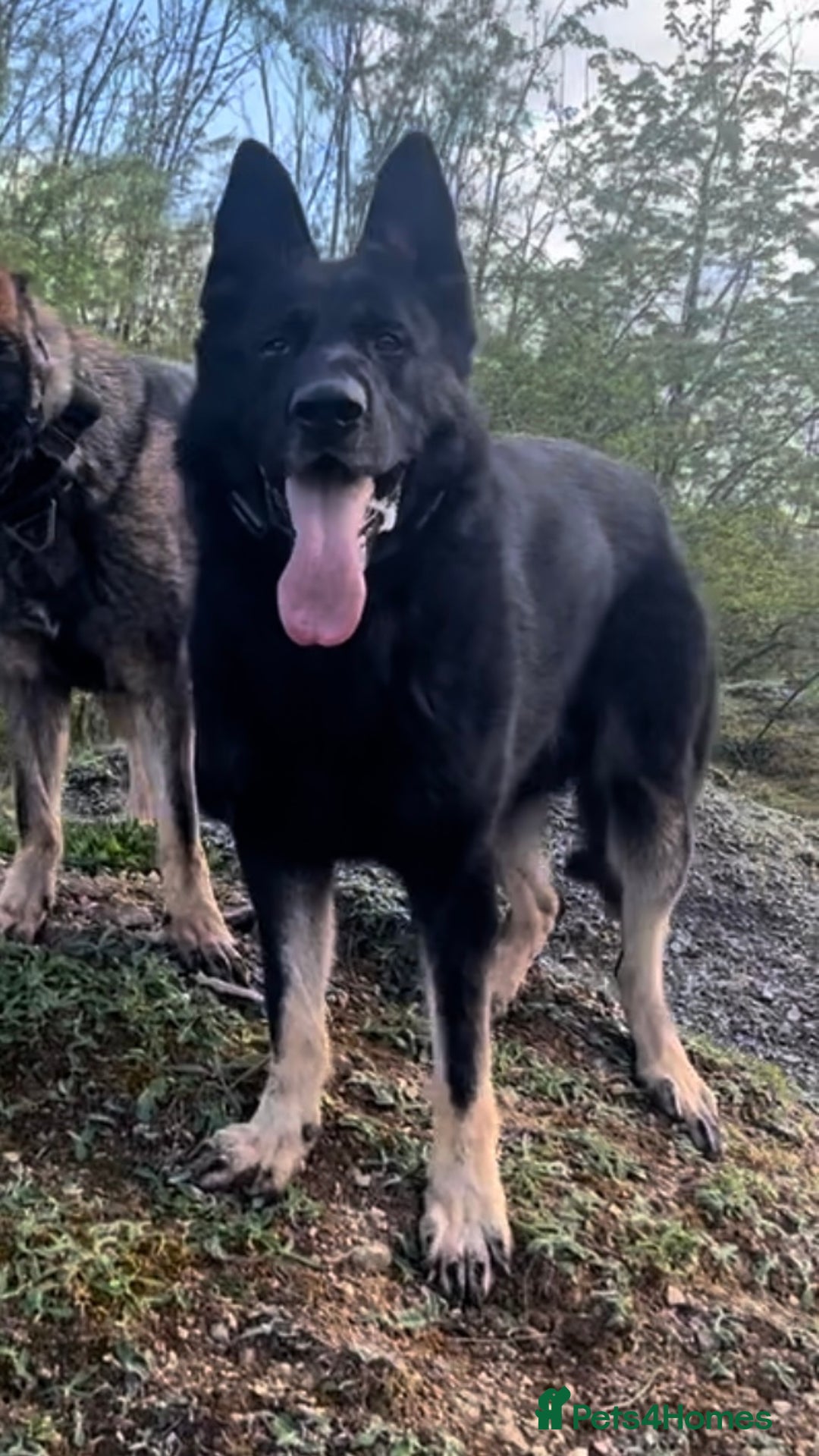 Mixed Breed dogs for sale: Czech shepherd x Belgium malinois - Image 3