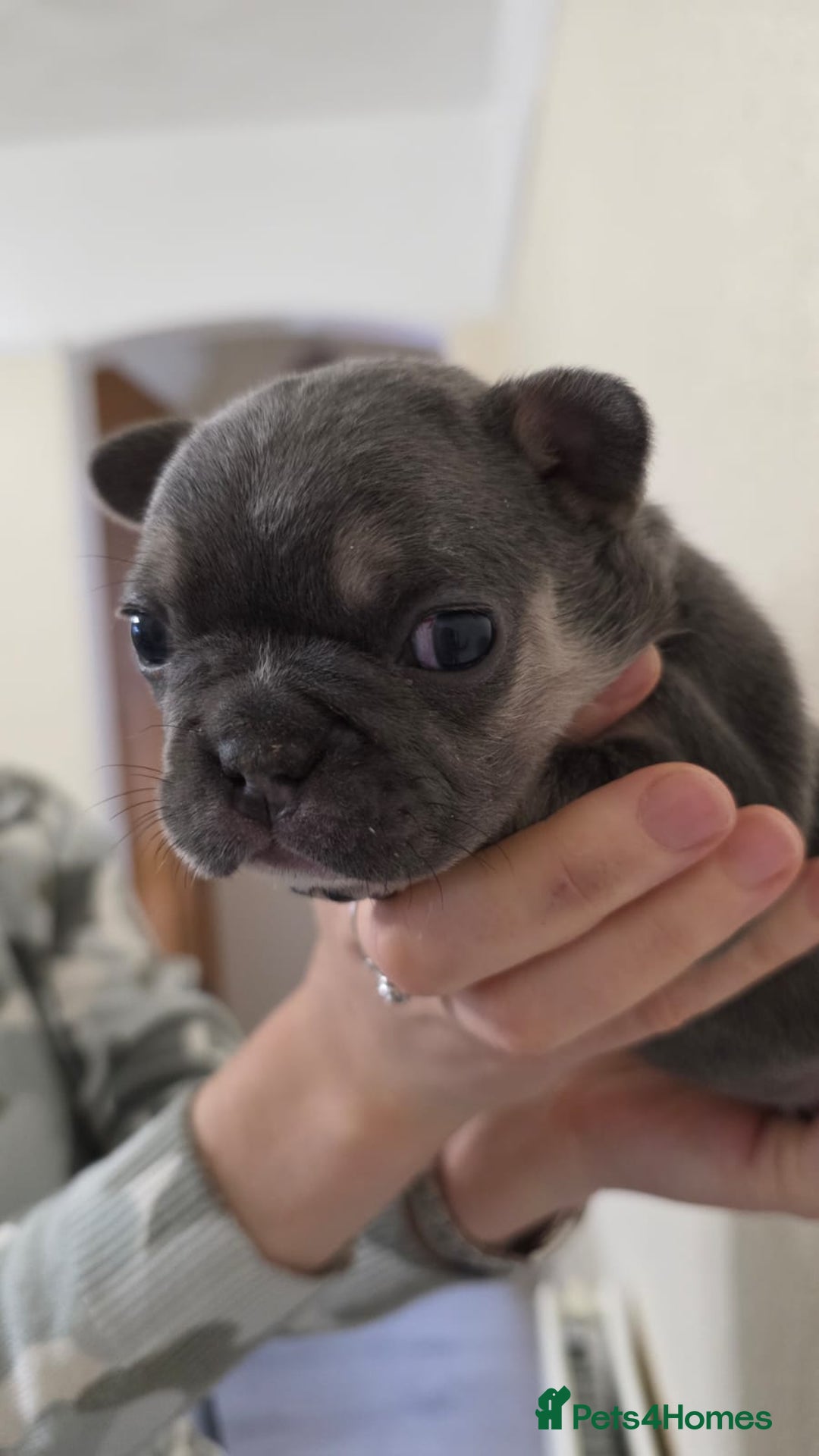 French Bulldog dogs for sale: Beautiful litter of French Bulldogs - Advert 7