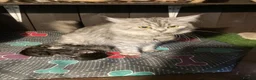 Maine Coon cats for sale: MAINE COON X SIBERIAN FOREST CAT  - Advert 5