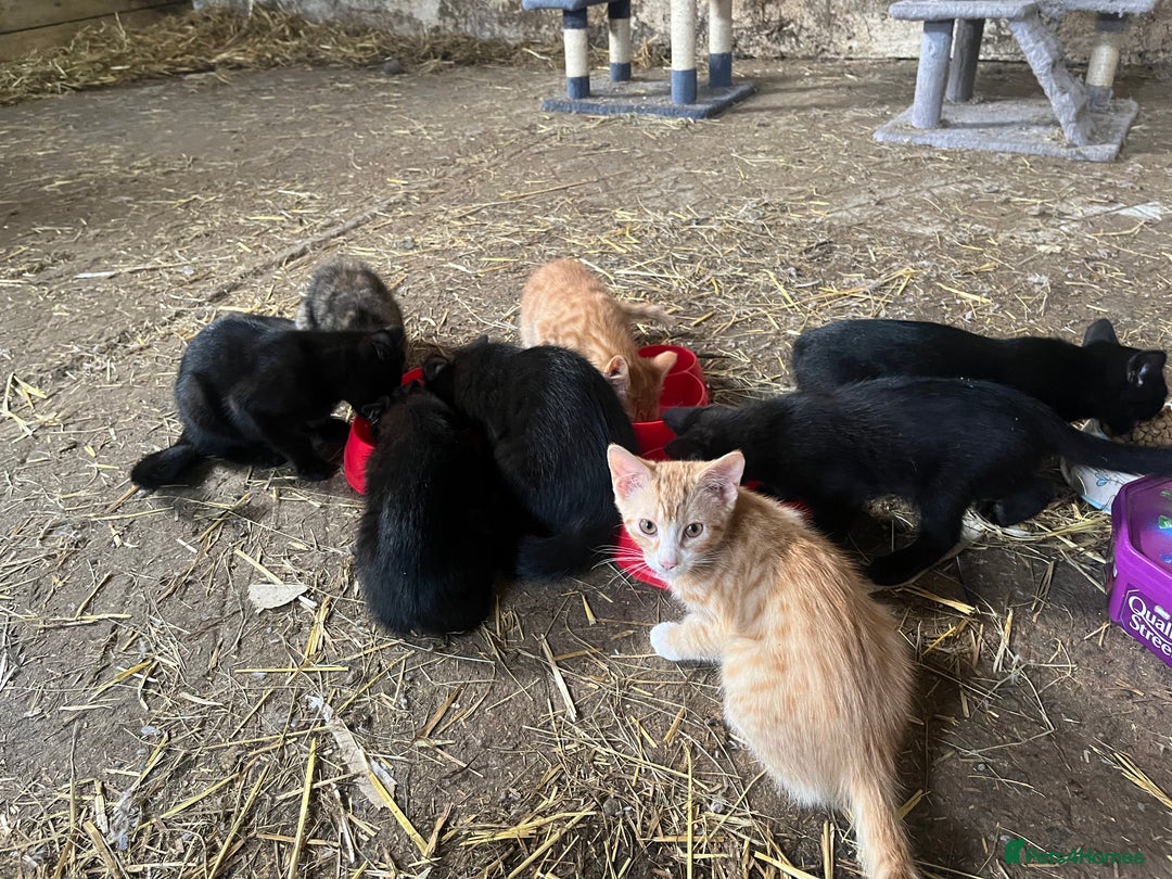 Mixed Breed cats for sale: Farm kittens for sale  - Image 1