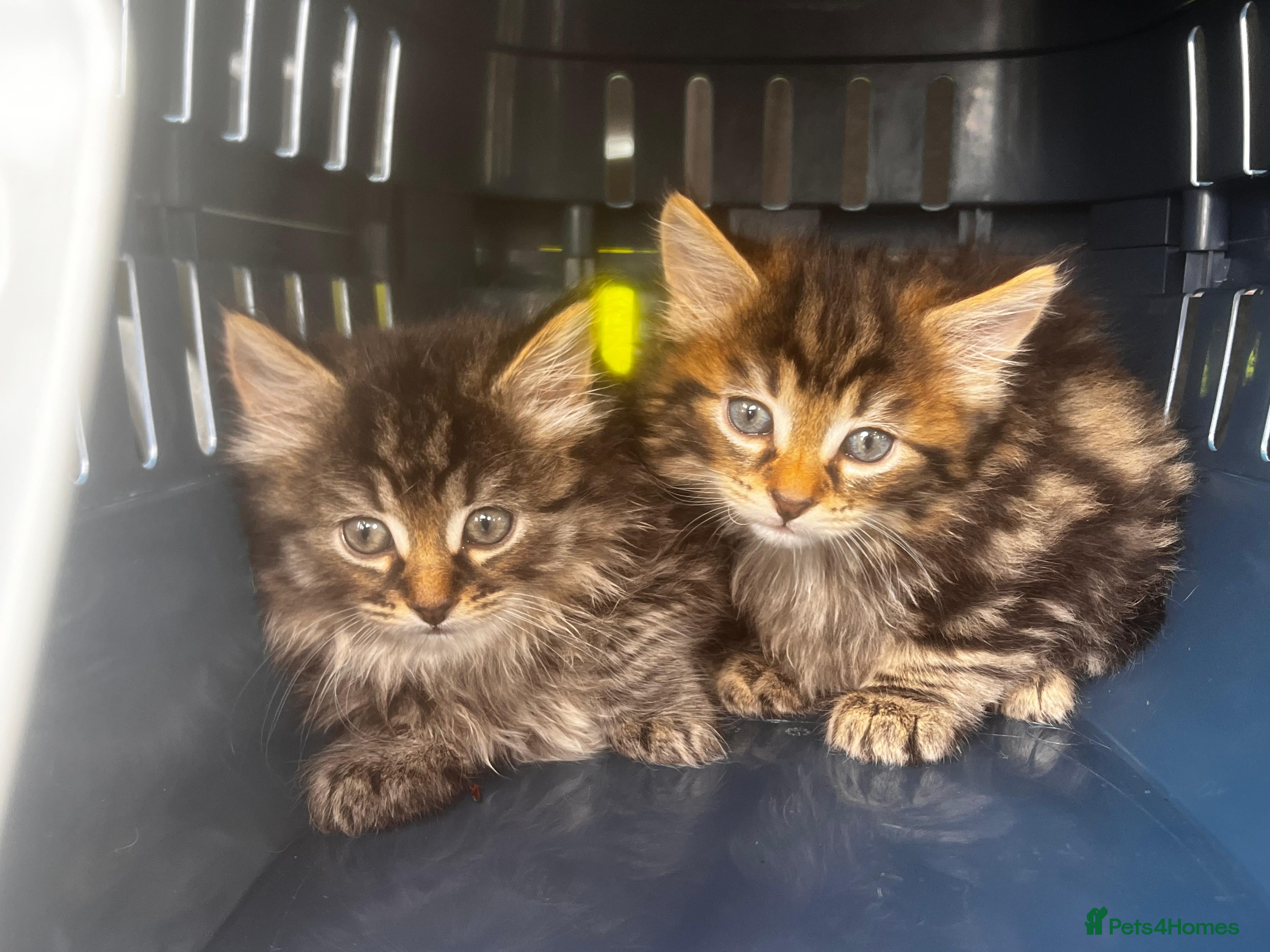 Mixed Breed cats Gorgeous Maine coon kittens ready to go - Advert 18