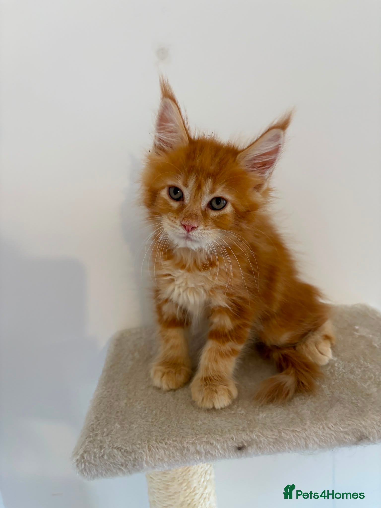 Maine Coon cats Ready Now: TICA Enabled Ginger Maine Coon Kittens  - Advert 1