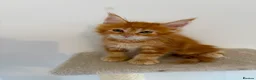 Maine Coon cats for sale: 🧡 Pedigree TICA Registered Maine Coon Kittens 🧡 - Advert 14
