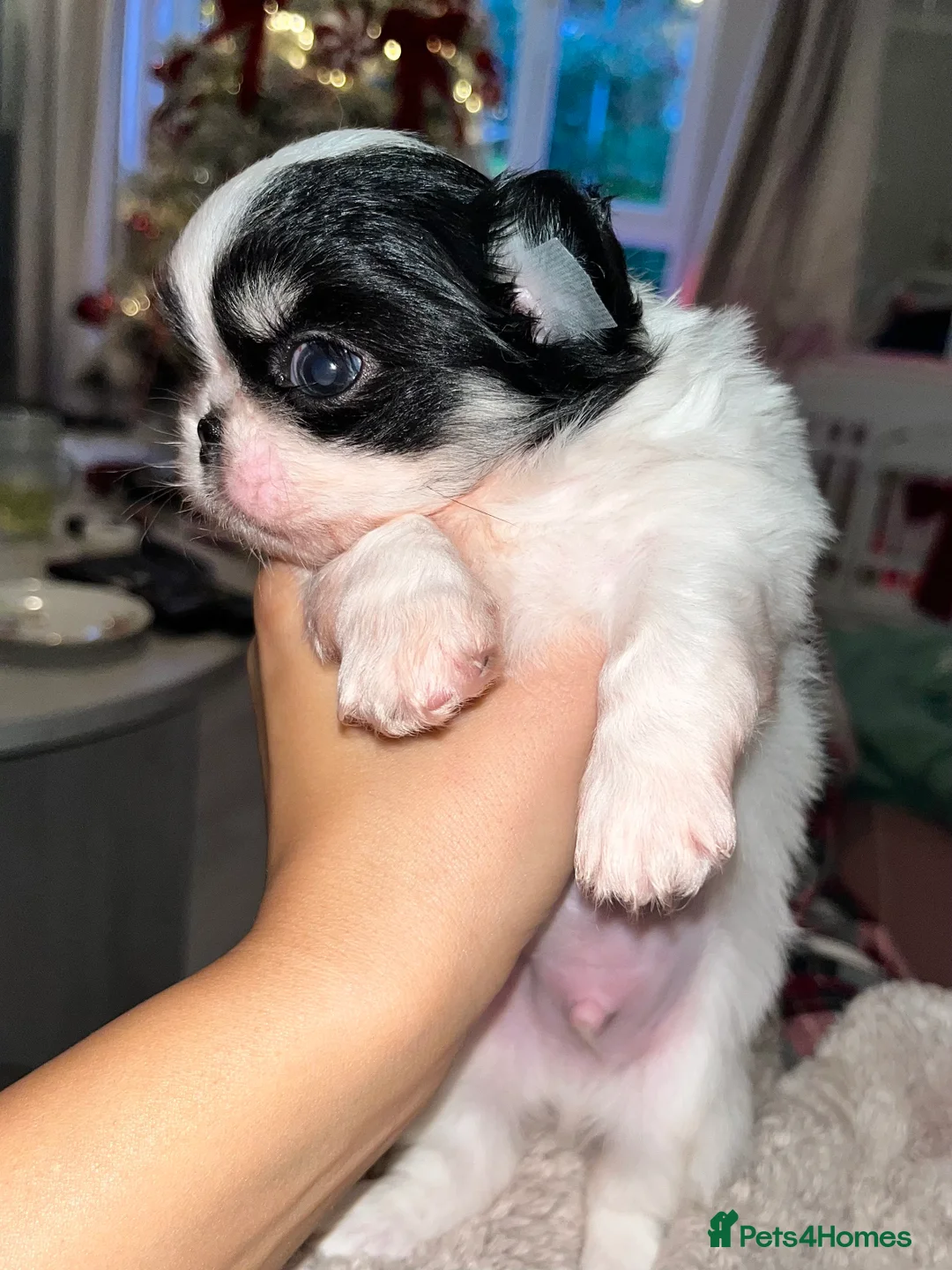 Chihuahua dogs for sale: Long Coat Chihuahua Boys Outstanding Quality ⭐️ - Advert 4