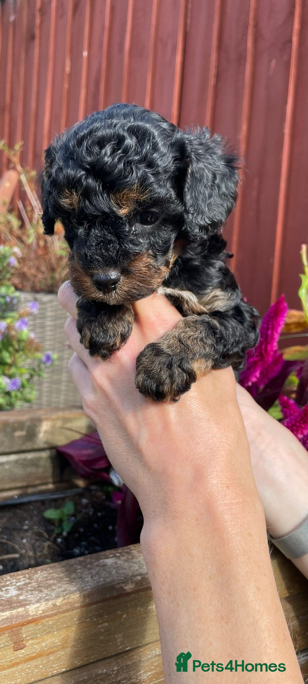 Cockapoo dogs for sale: Beautiful cockapoo puppies - Image 10