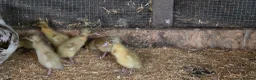 Ducks poultry for sale: Pure breed SILVER RUNNER Ducklings - Advert 6