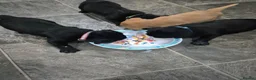 Labrador Retriever dogs for sale: Chunky labrador puppies for sale - Advert 5