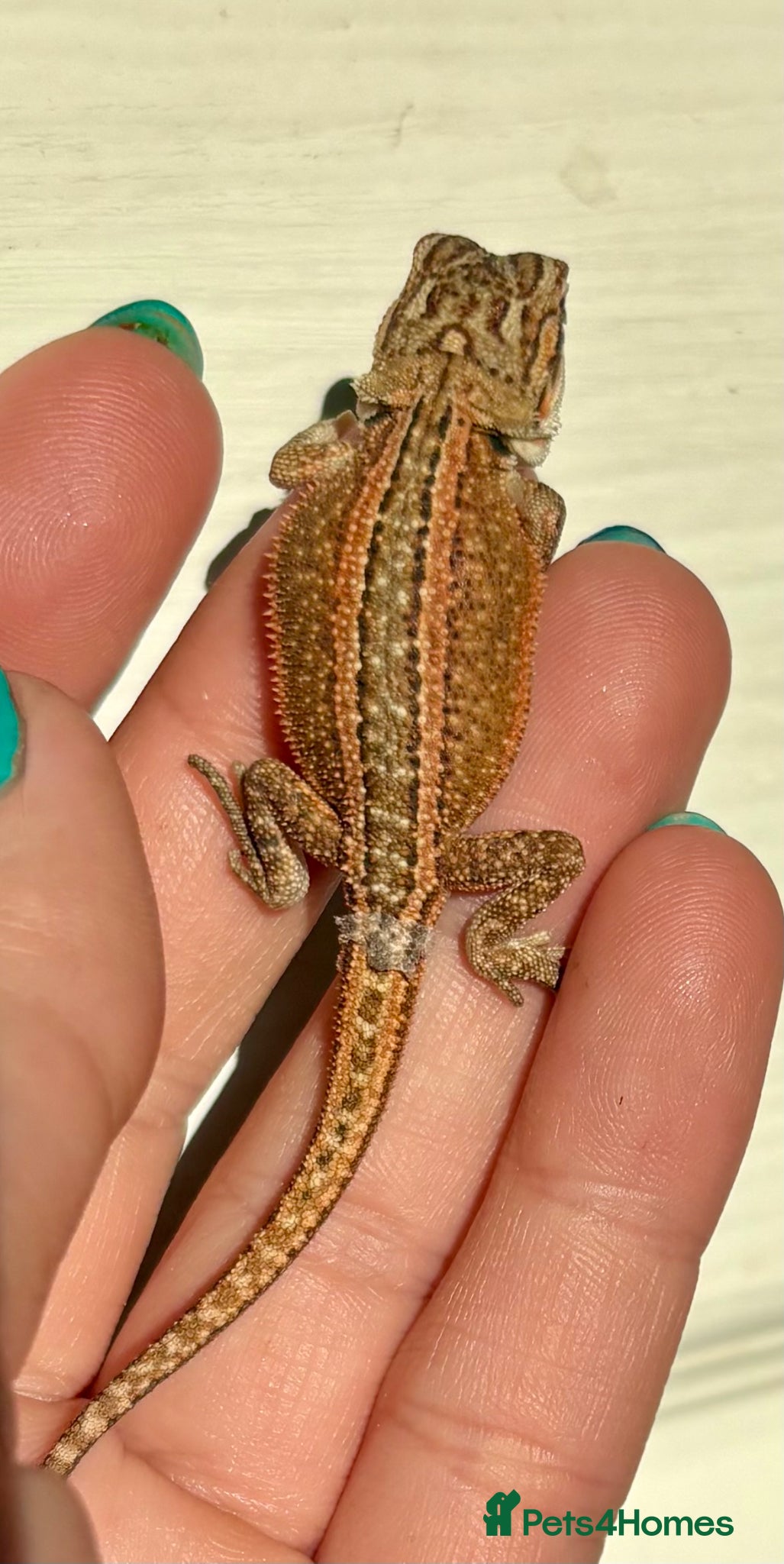Bearded Dragon reptiles 🦎 beautiful G stripped dragons 🐉  - Advert 1