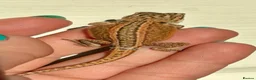 Bearded Dragon reptiles for sale: 🦎 beautiful G stripped dragons 🐉  - Advert 1