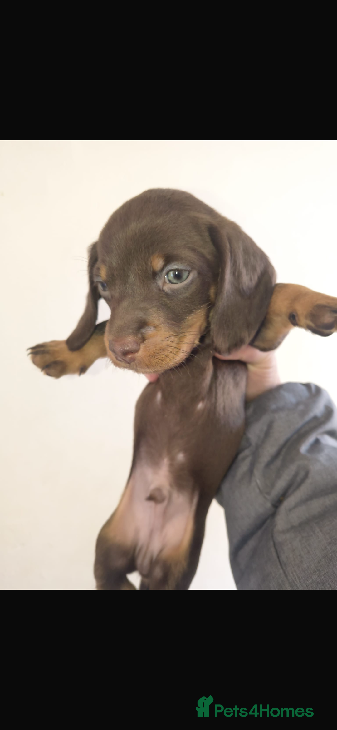 Dachshund dogs for sale: 6 miniature dauchund puppies for sale  - Advert 10