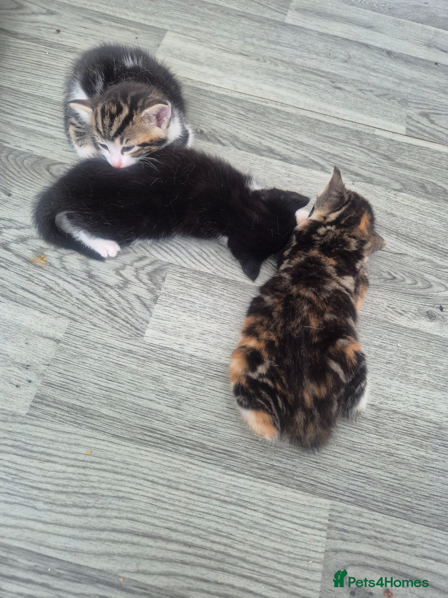 British Shorthair cats for sale: Three adorable kittens  in London - Advert 16