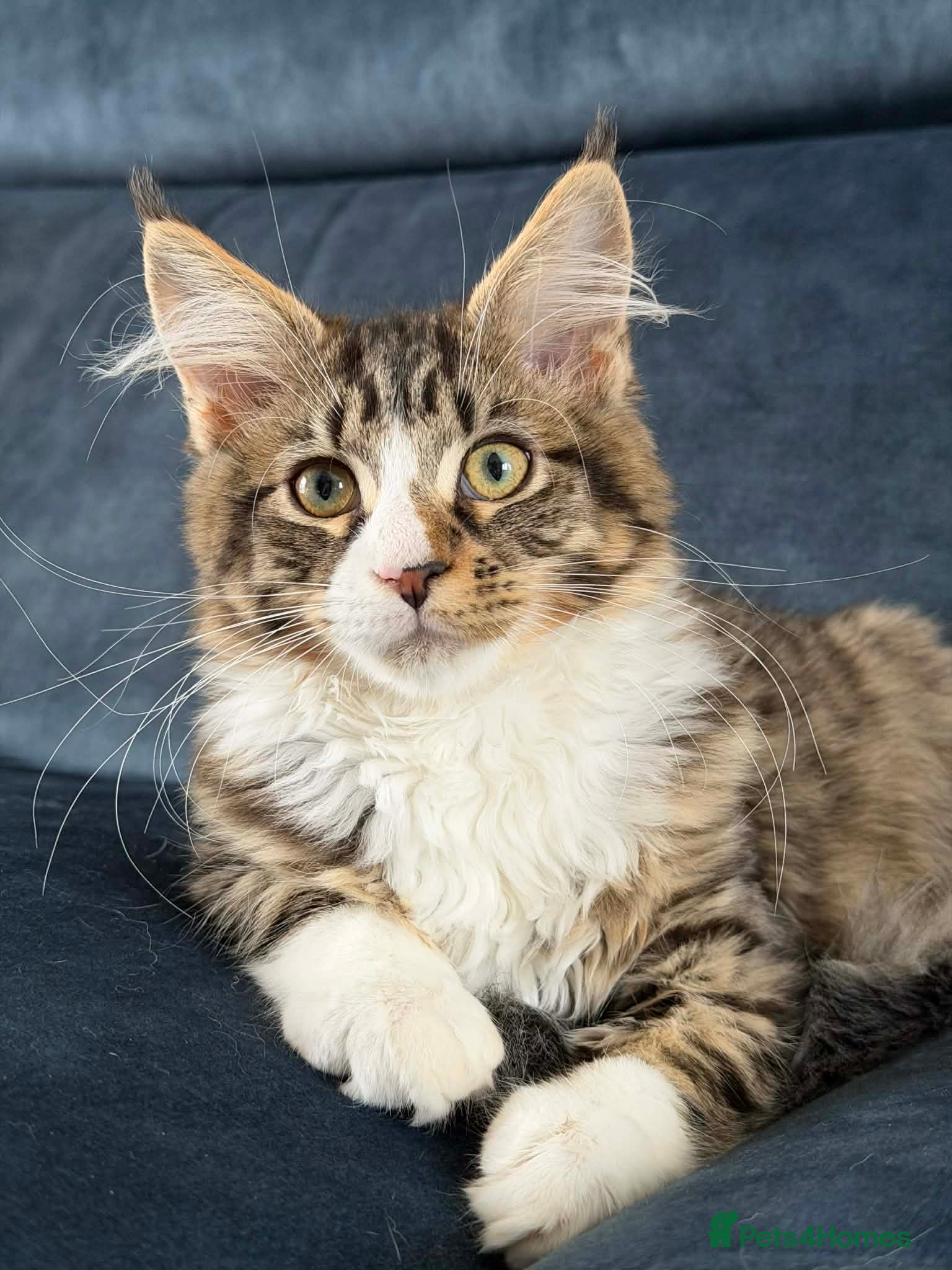 Maine Coon cats Gorgeous neutered 6 month old maine coon - Advert 4