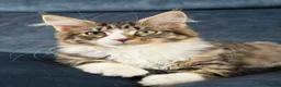 Maine Coon cats for sale: Gorgeous neutered 6 month old maine coon - Advert 1