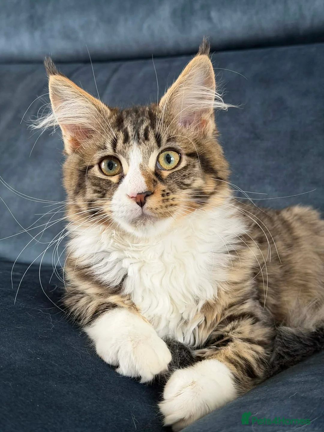Maine Coon cats for sale: Gorgeous neutered 6 month old maine coon - Advert 1