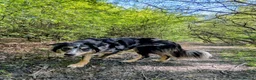Border Collie dogs for sale: Kasper - Border Collie - Merle  - Advert 4