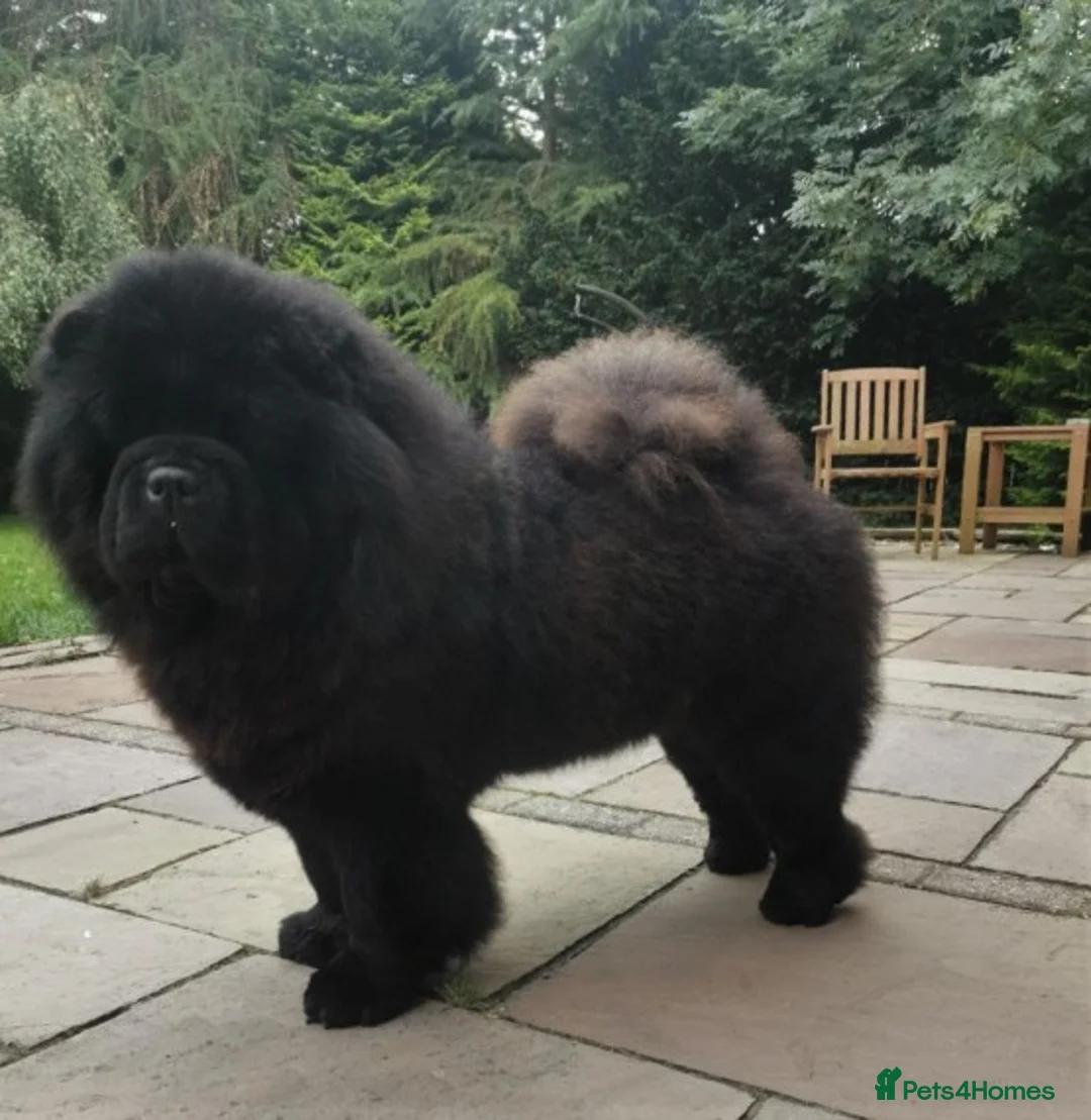 Chow Chow dogs for stud: kc reg..proven..carries blue and chocolate in Wingate - Advert 4