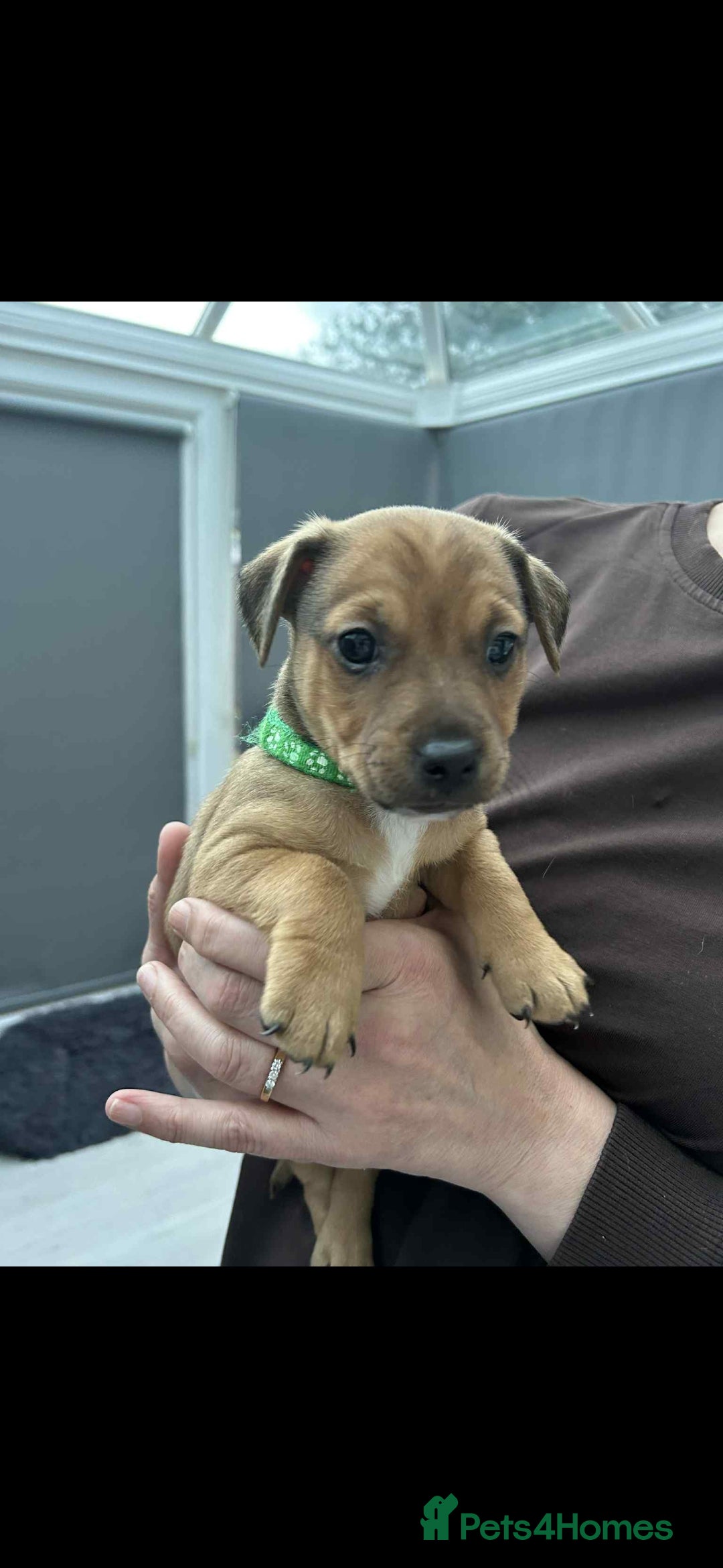Jack Russell dogs for sale: Jack russell pups - Image 4