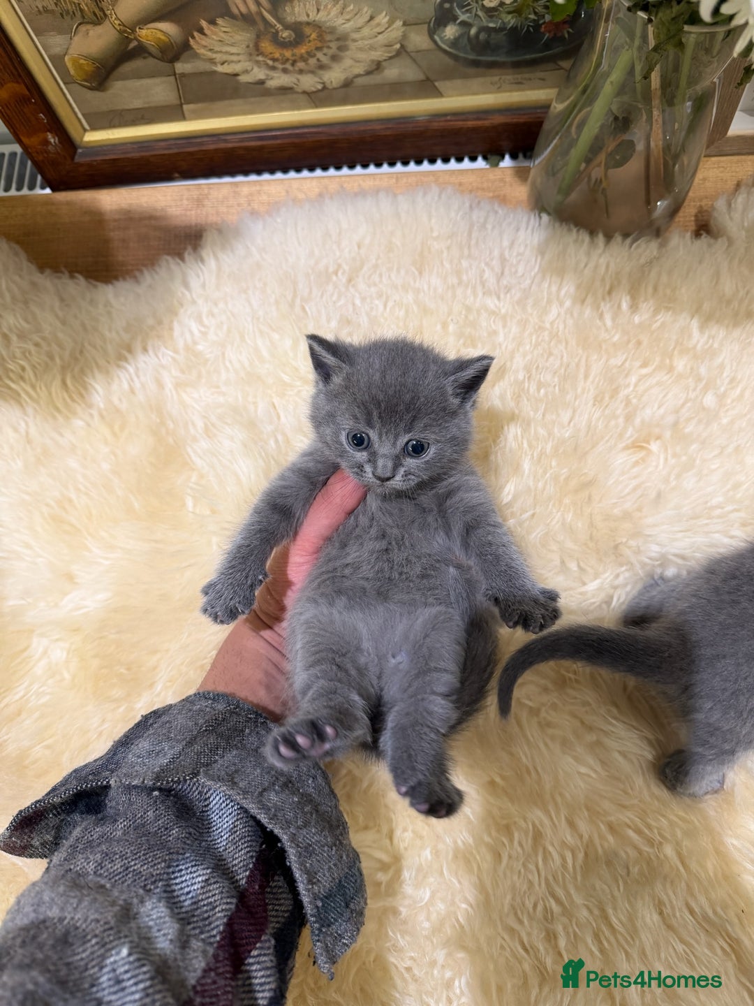 British Shorthair cats for sale: TICA registered purebreed BritishShorthair Kittens - Advert 9
