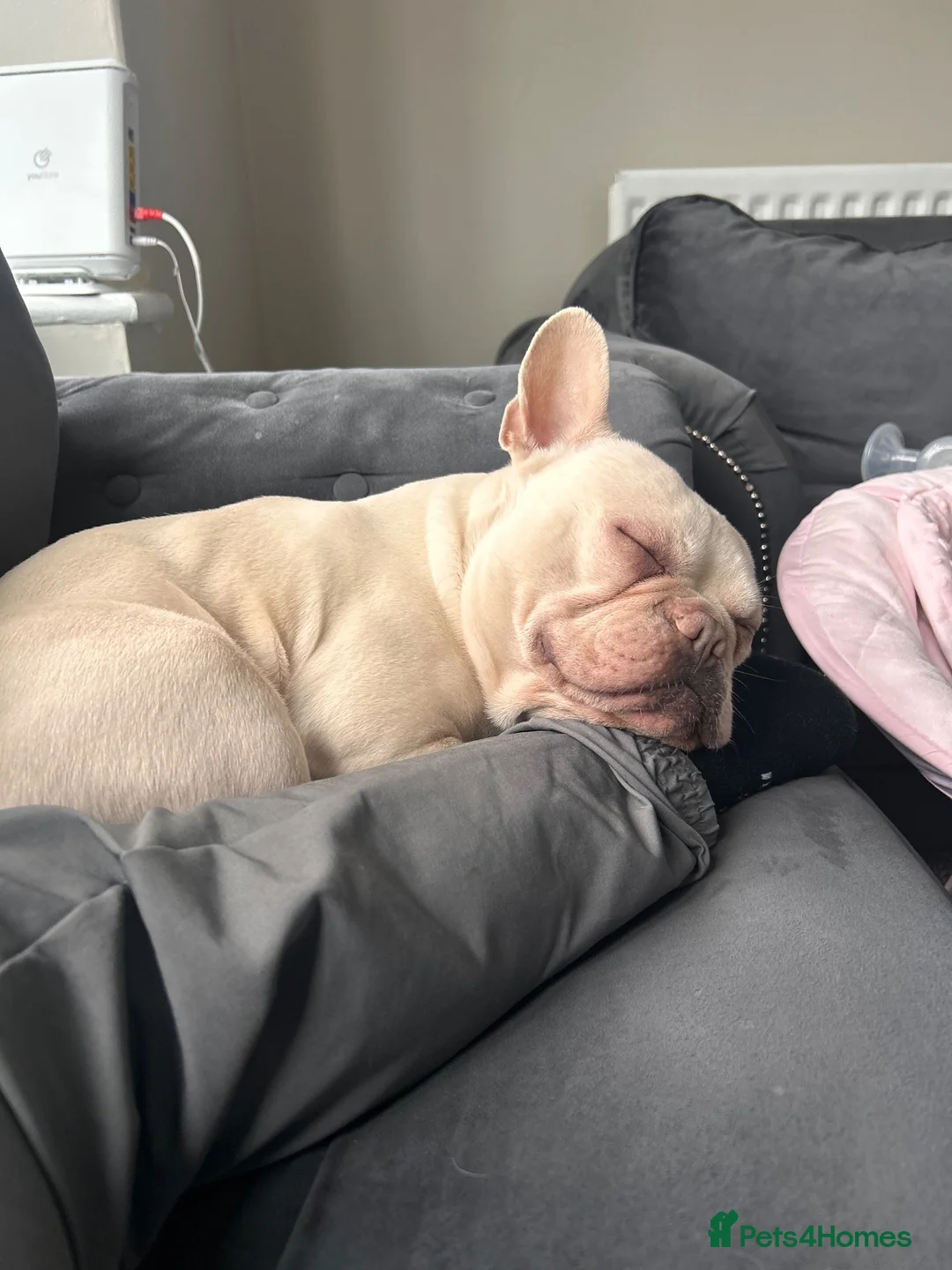 French Bulldog dogs for sale: Hugo frenchie in Stockton-on-Tees - Advert 2