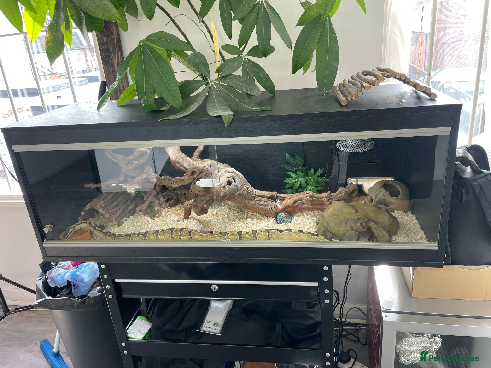 Python Snake reptiles Python Snake & Viarium - Advert 15