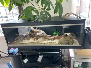 Python Snake reptiles Python Snake & Viarium - Advert 8